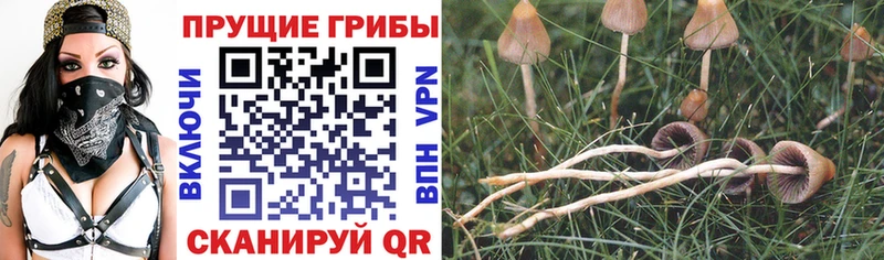 Псилоцибиновые грибы Magic Shrooms  Северодвинск 
